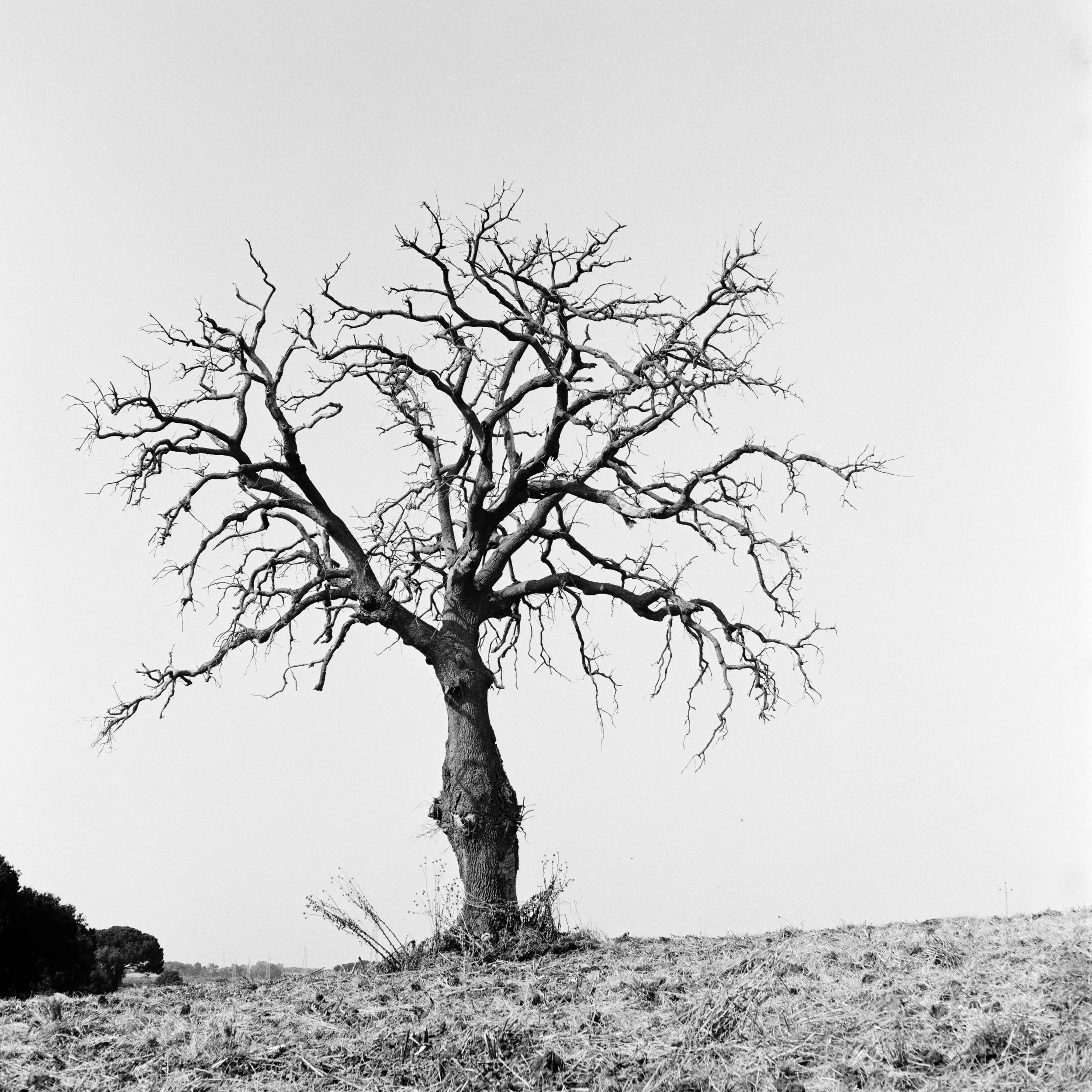 SEZ_AUREA_1_01.jpg