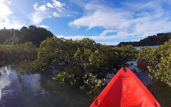 Ronna the Explorer in the mangroves, not the best idea when you're on a double kayak.