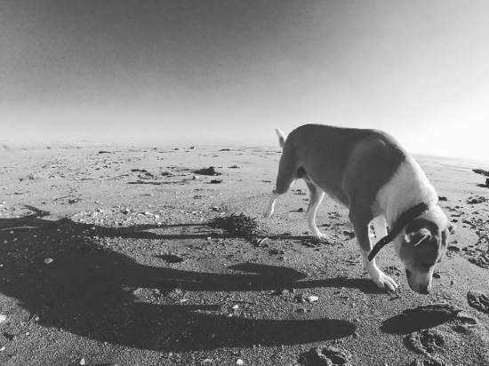 JC, my day one dog, beach lover and explorer.