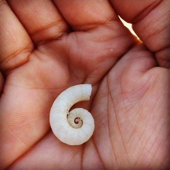 A shell I found on my walk at Taiwhakaea Beach, a place where my soul laughs, cries and allow myself to walk side by side with the madness.