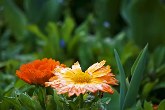 FlowersInMacro.jpg