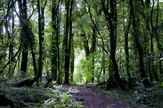 Into the woods of a native Kahikatea forest.