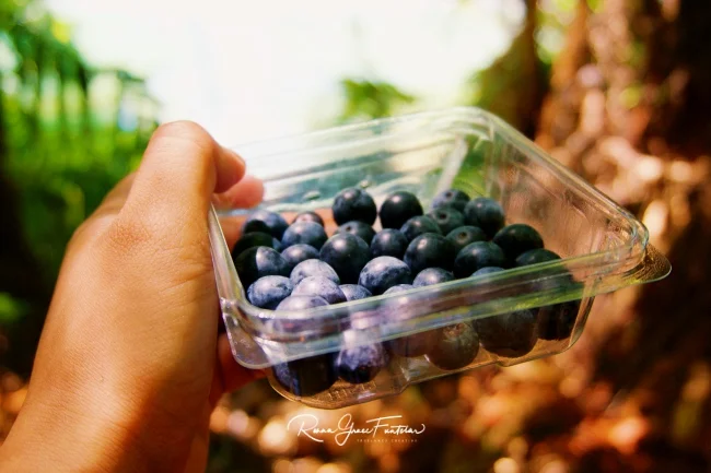 Summer means berry season for Whakatane locals, I bought some from a local farm called Blueberry Corner and they were delicious!