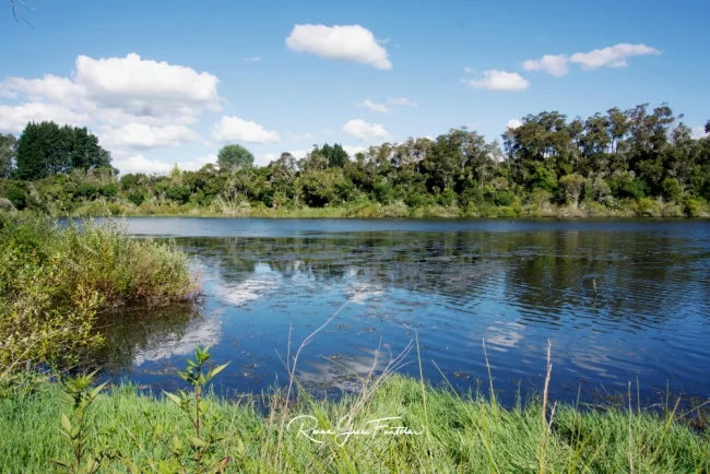 The Onepu Lake where you can find black swans and ducks.