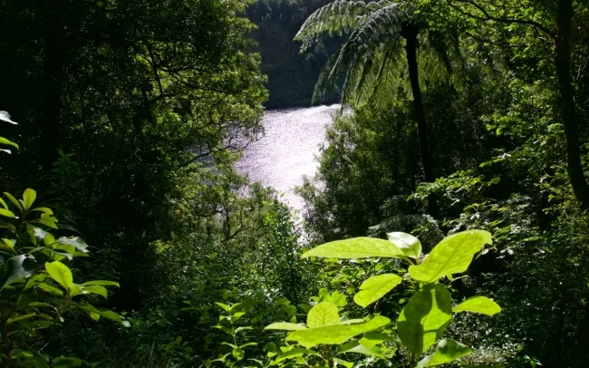 Lake Rotoatua's view was obscured by the trees, but still a nice break from the dense tree canopy.