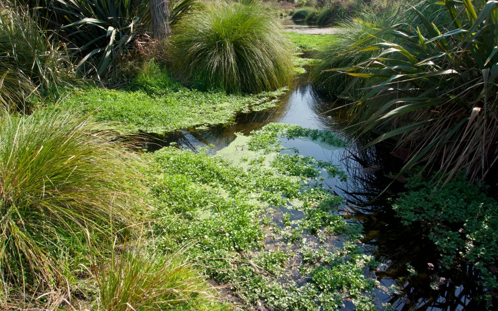 OnepuWetlands_06_Sm.jpg