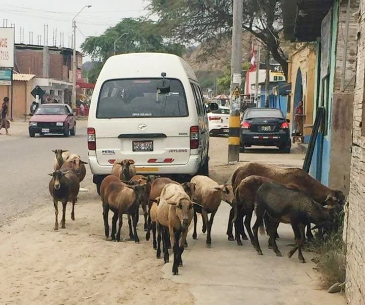 One of our trainers, Yola, took this photo on the main street in Zorritos. Not much surprises me anymore, seeing livestock on the street seems so normal here.