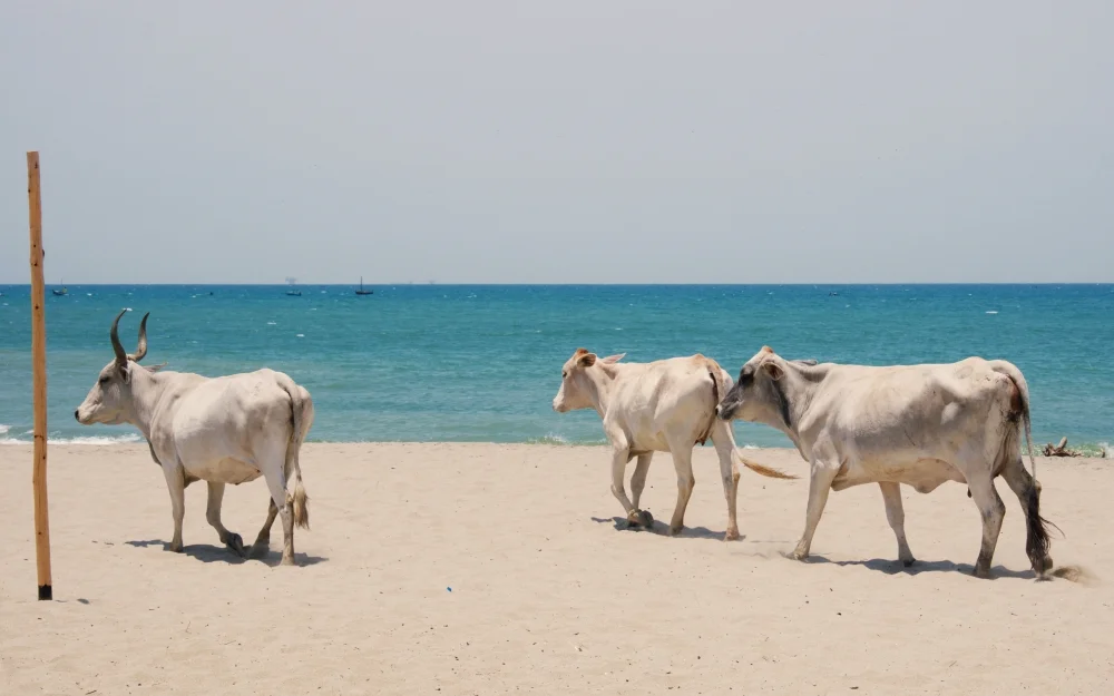 Local cows walking along the beach.