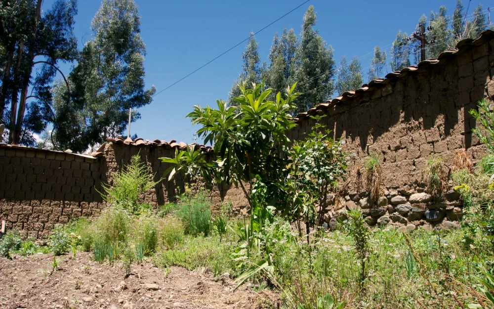 The family garden where they grow corn, herbs and some fruit trees.