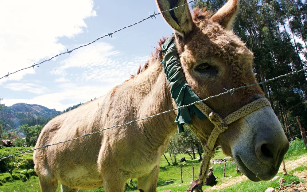 Ronna the Explorer has found her donkey!