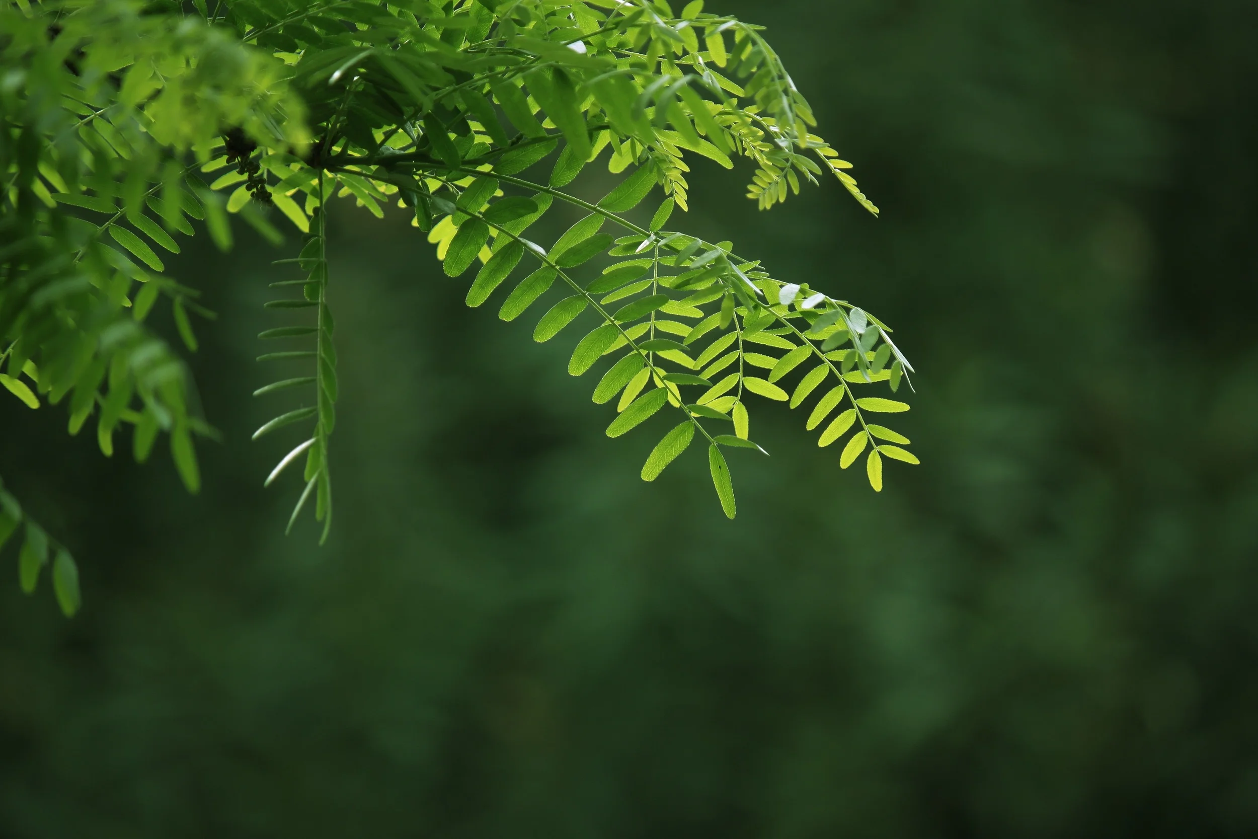 branch_tree_sheet.jpg