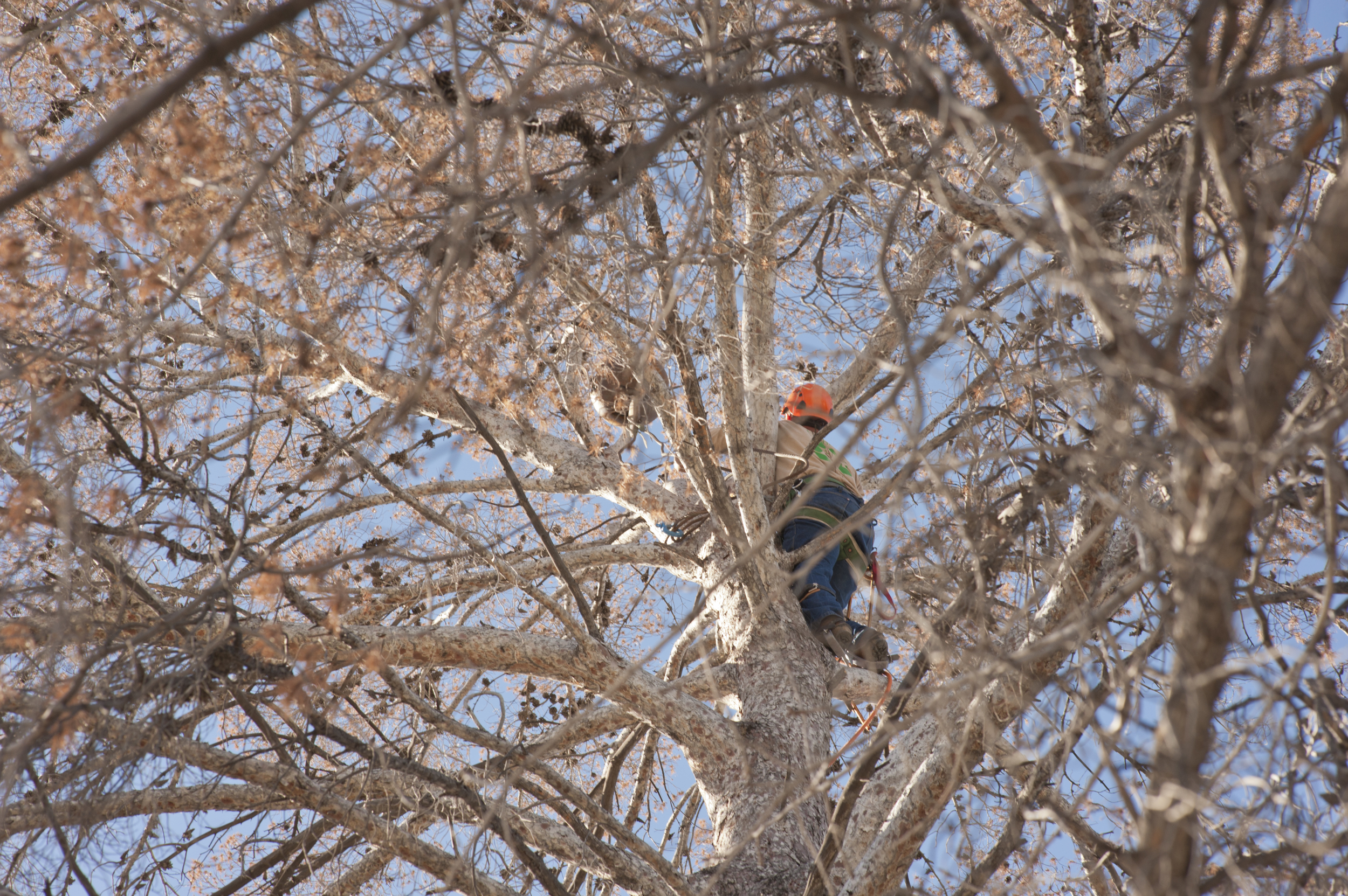 limb_focus_worker.jpg