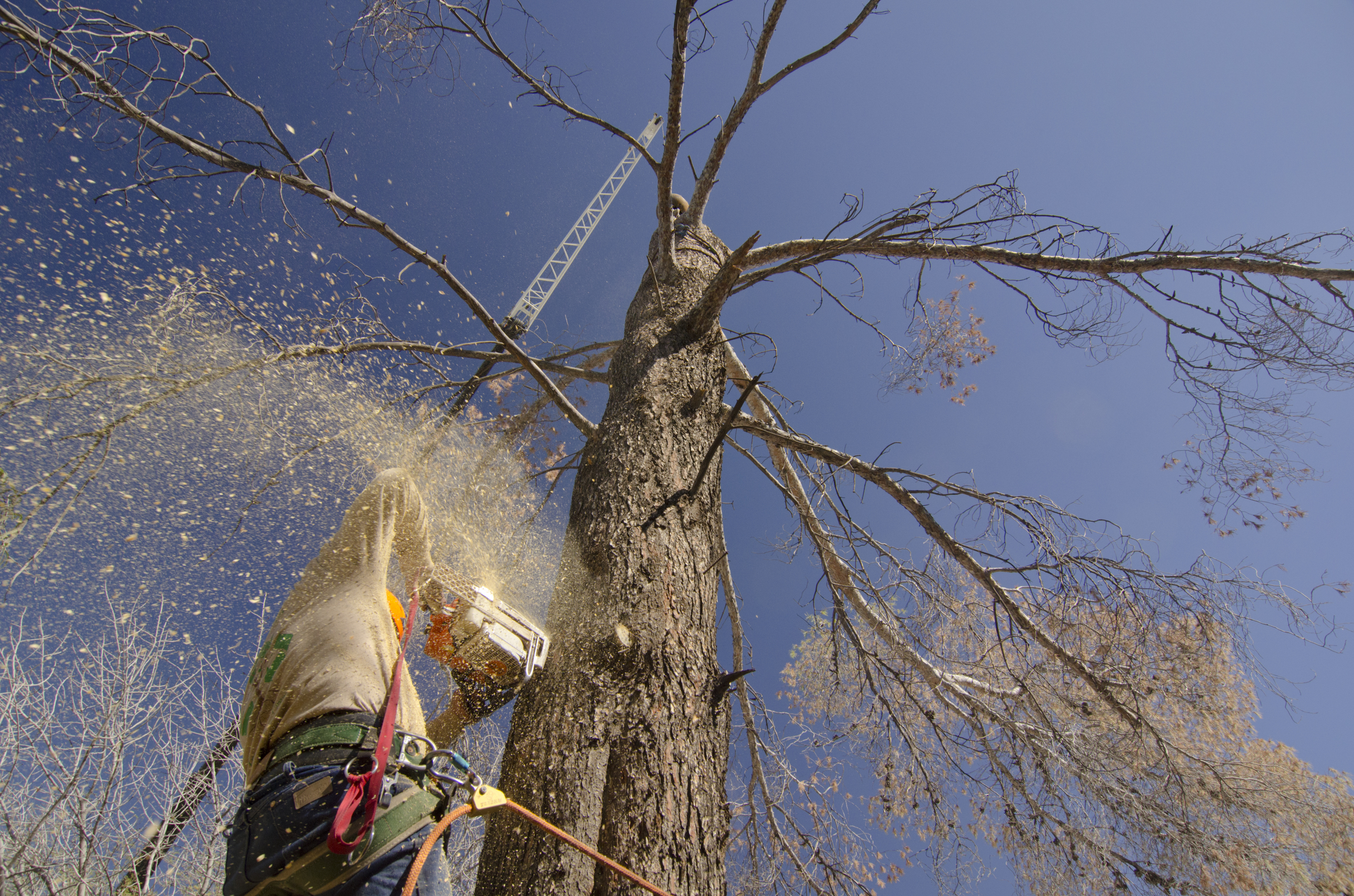 tree_worker_chainsaw_woodchips_2.jpg