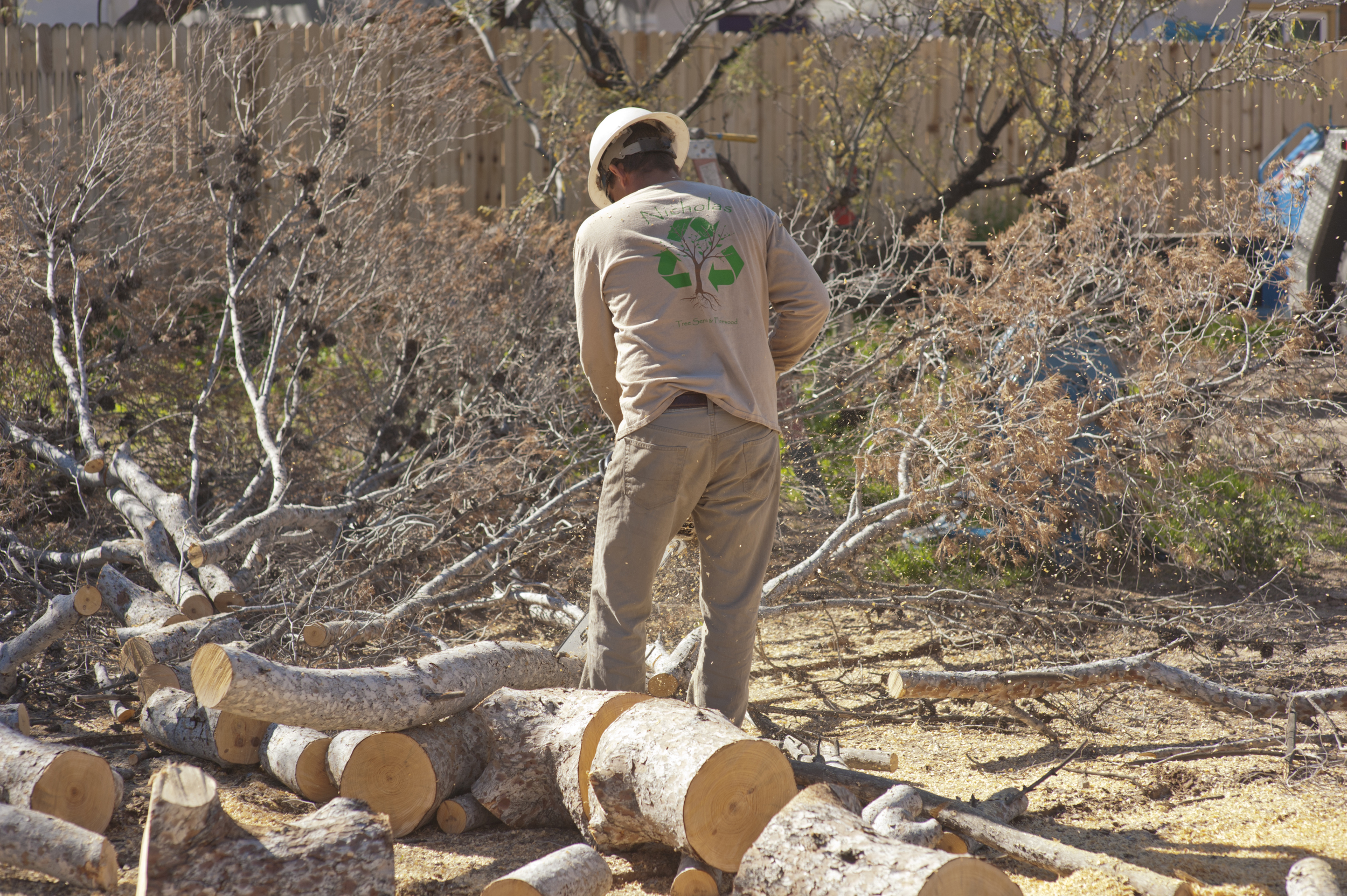tree_bucking.jpg
