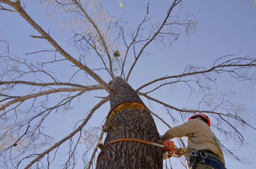 tree_removal_crane_worker.jpg