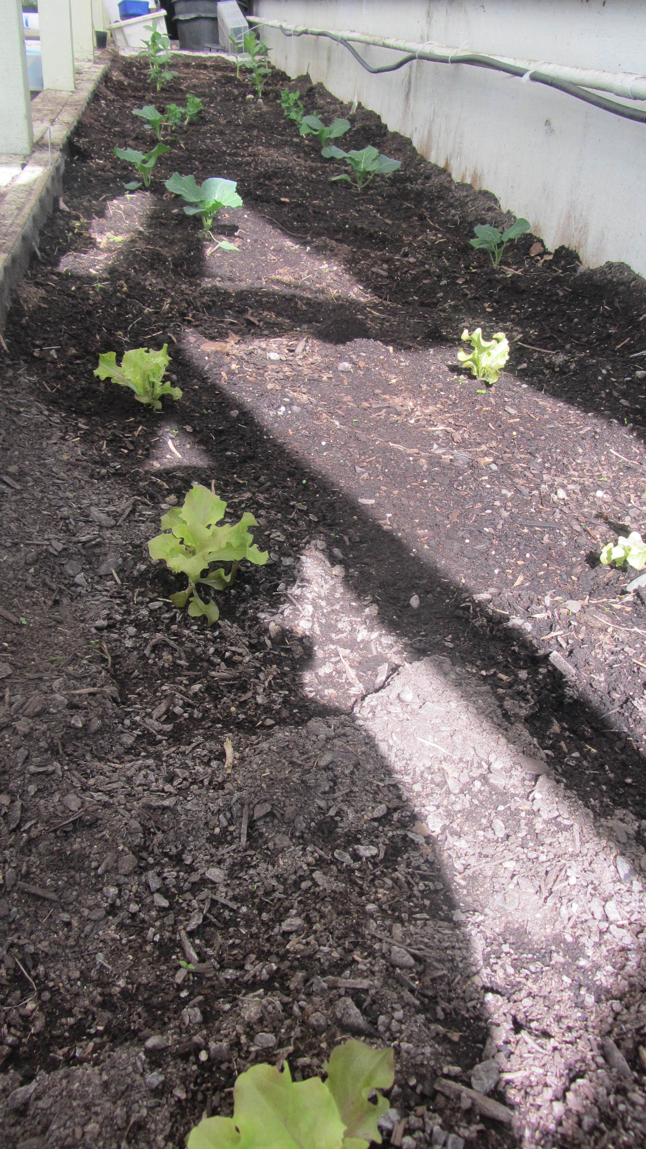 Kumara School garden