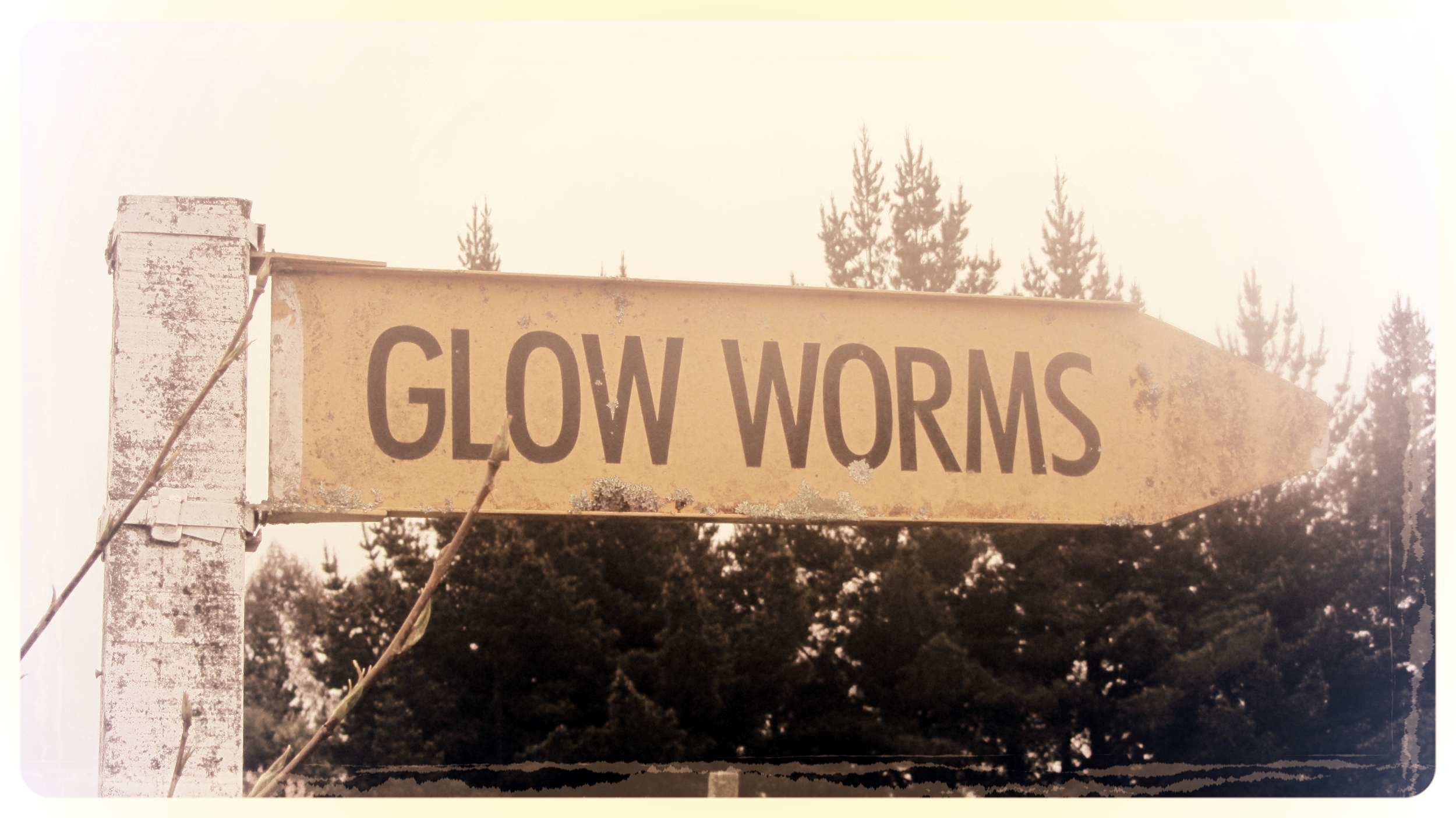 Glow Worms, Kumara