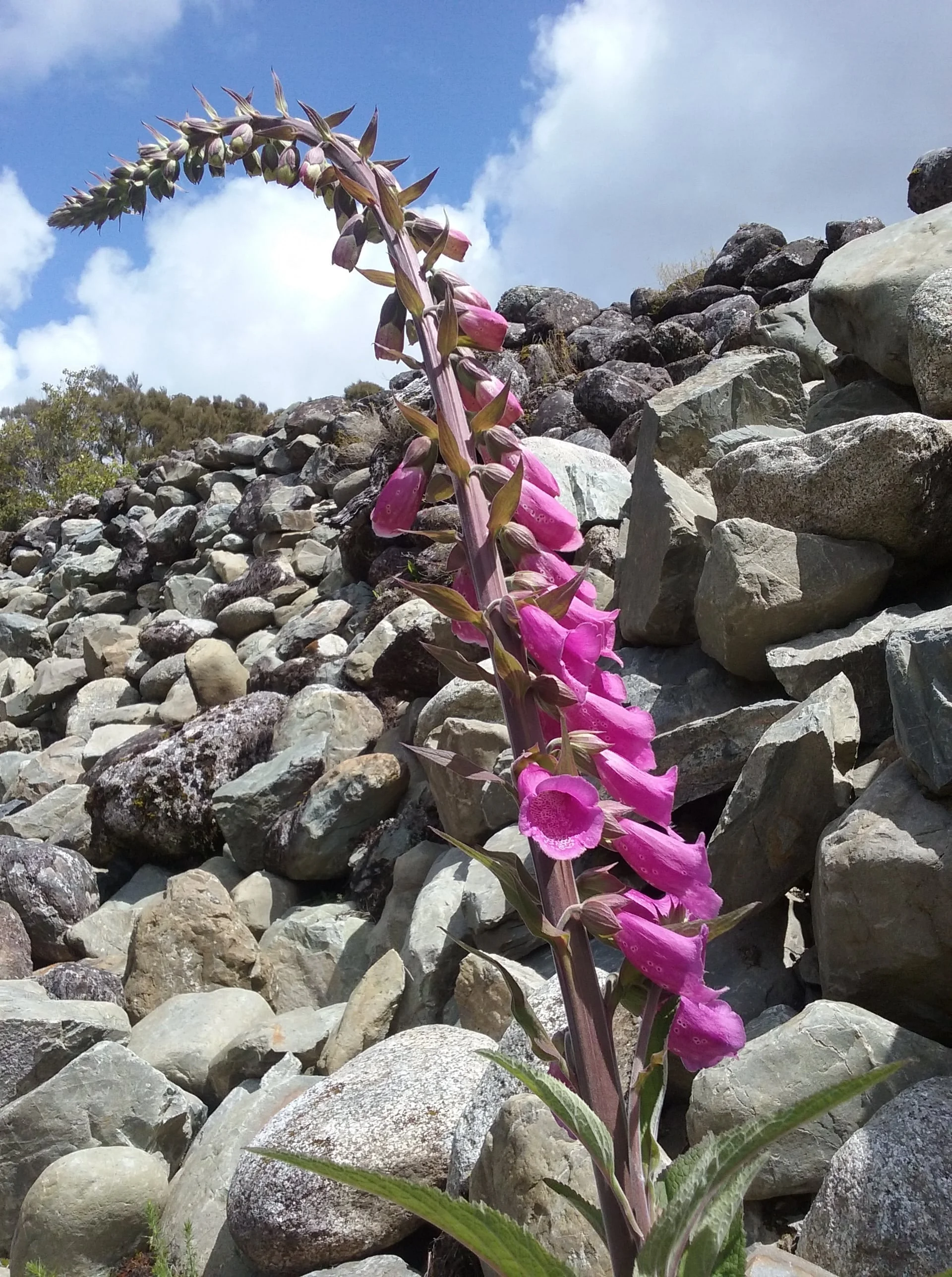 Foxglove growing in 'Tailings' in Kumara