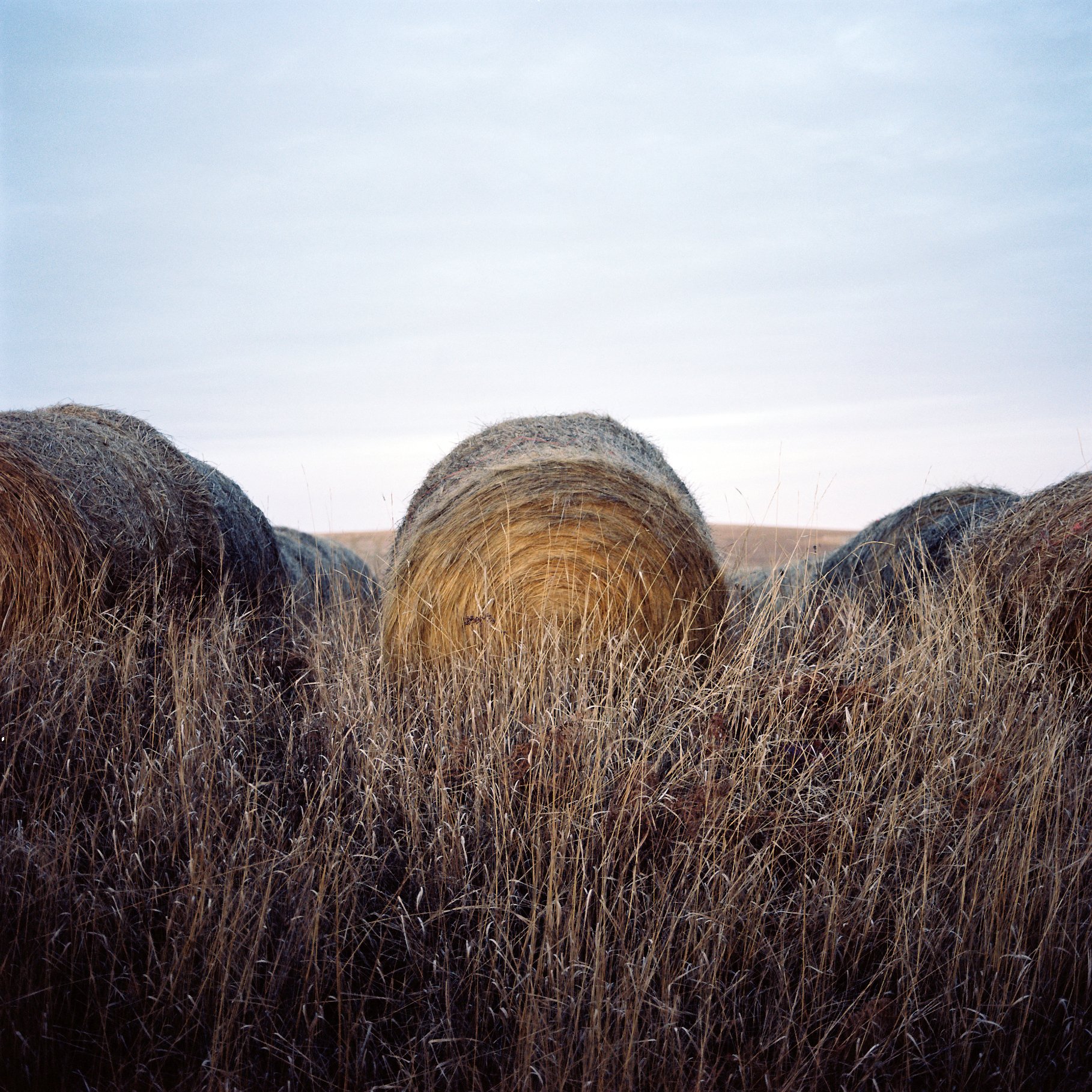 grandma's hay.jpg