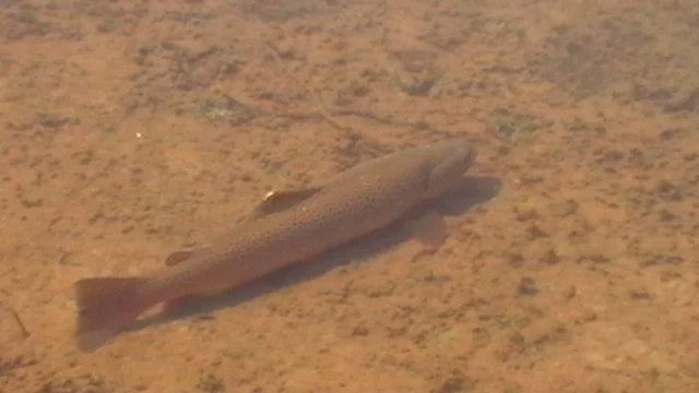 Tea Tree Lodge - trout fishing holiday Tasmania