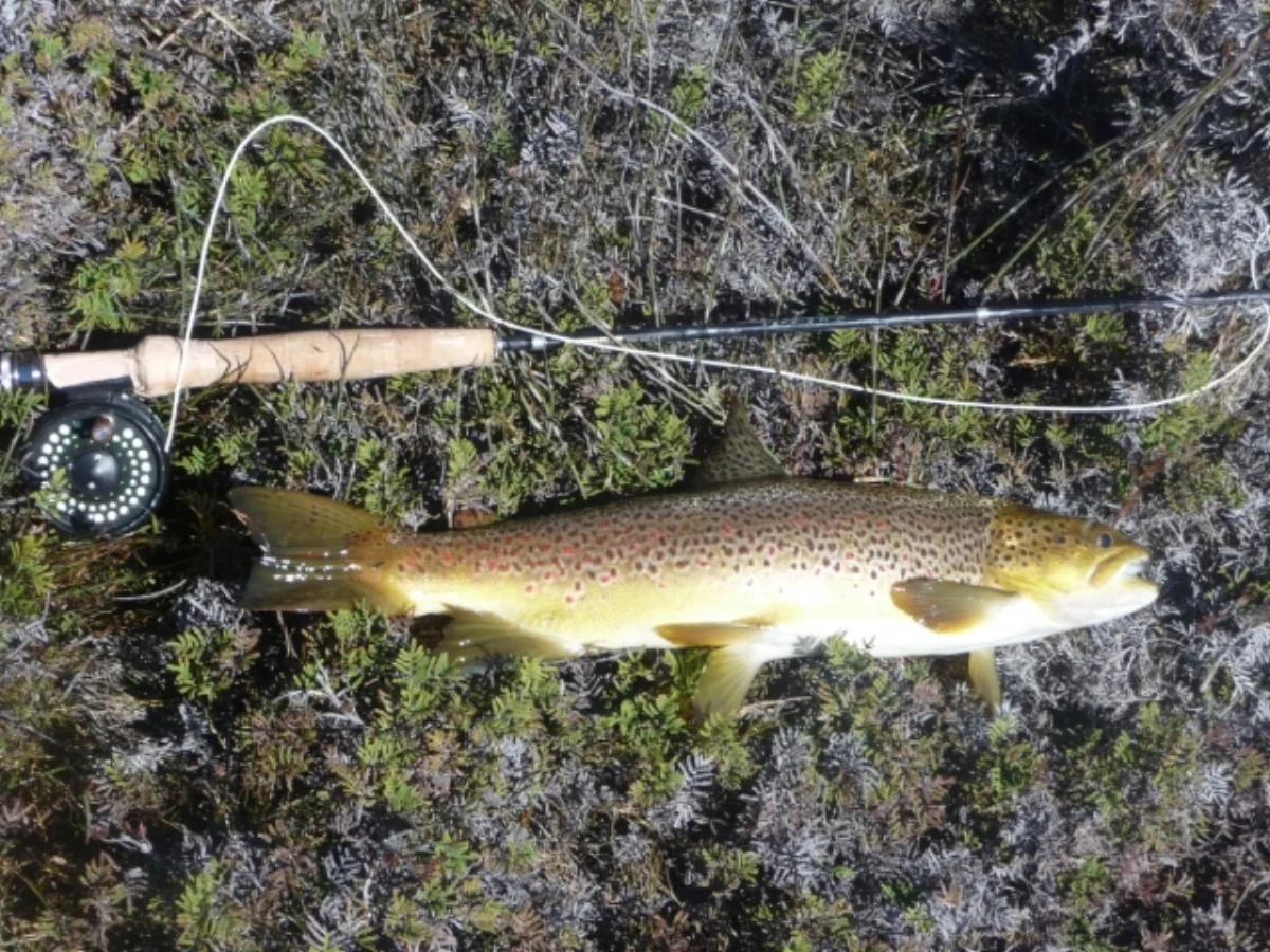 Tea Tree Lodge - trout fishing holiday Tasmania
