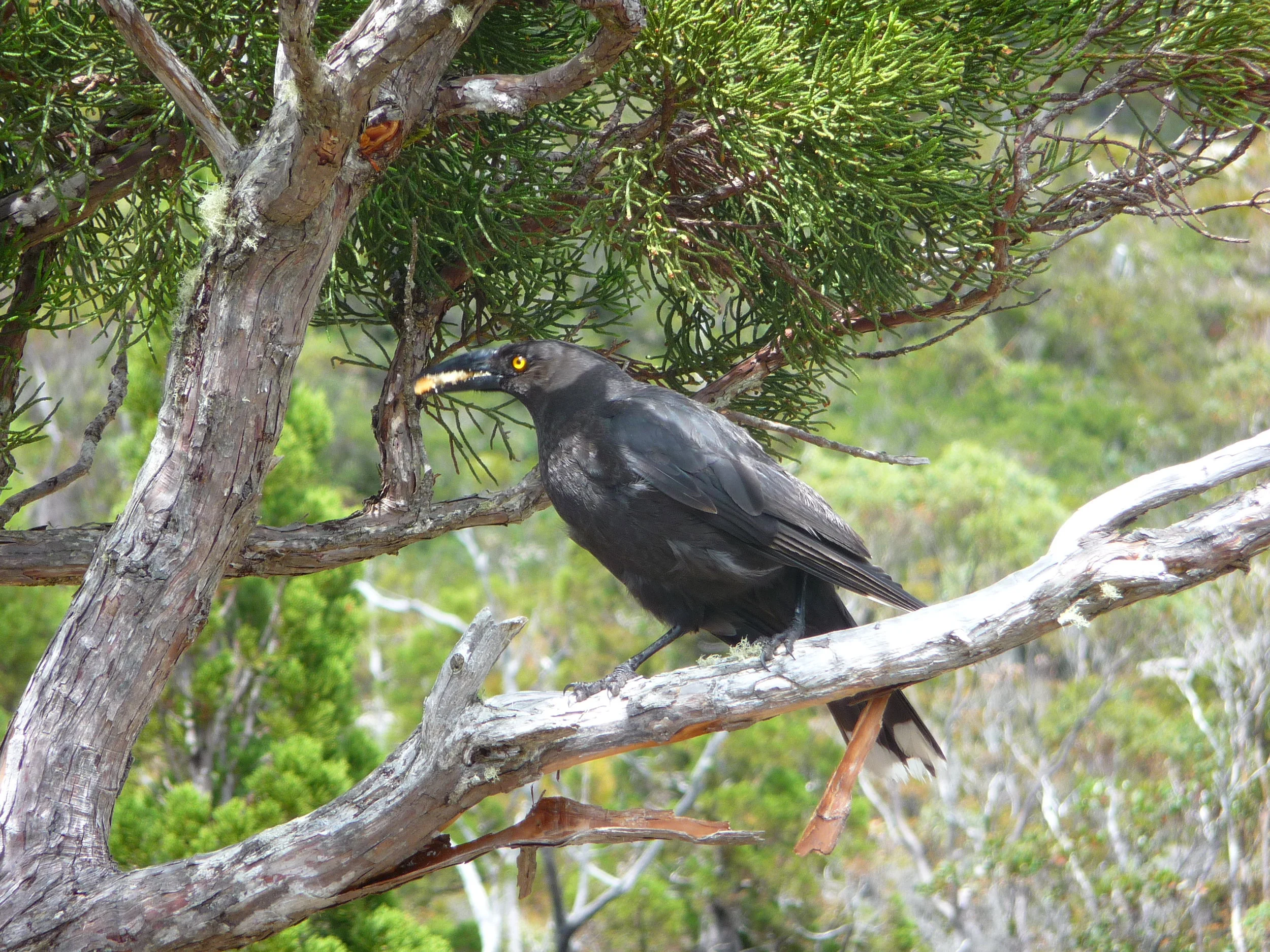 Arthurs Lake Currawong