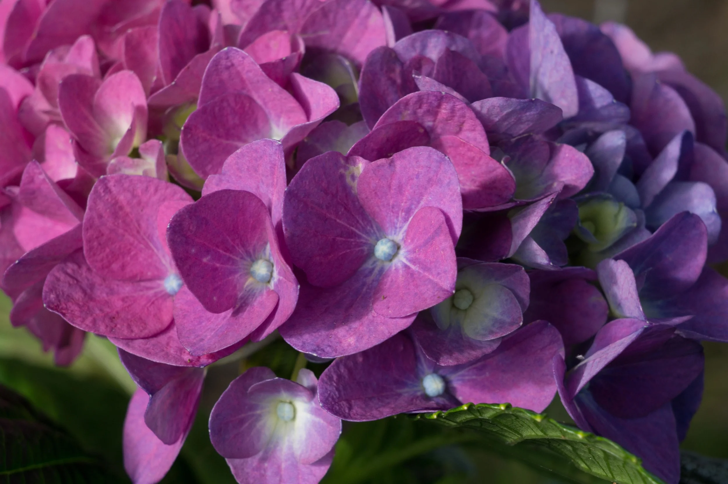hydranger.jpg