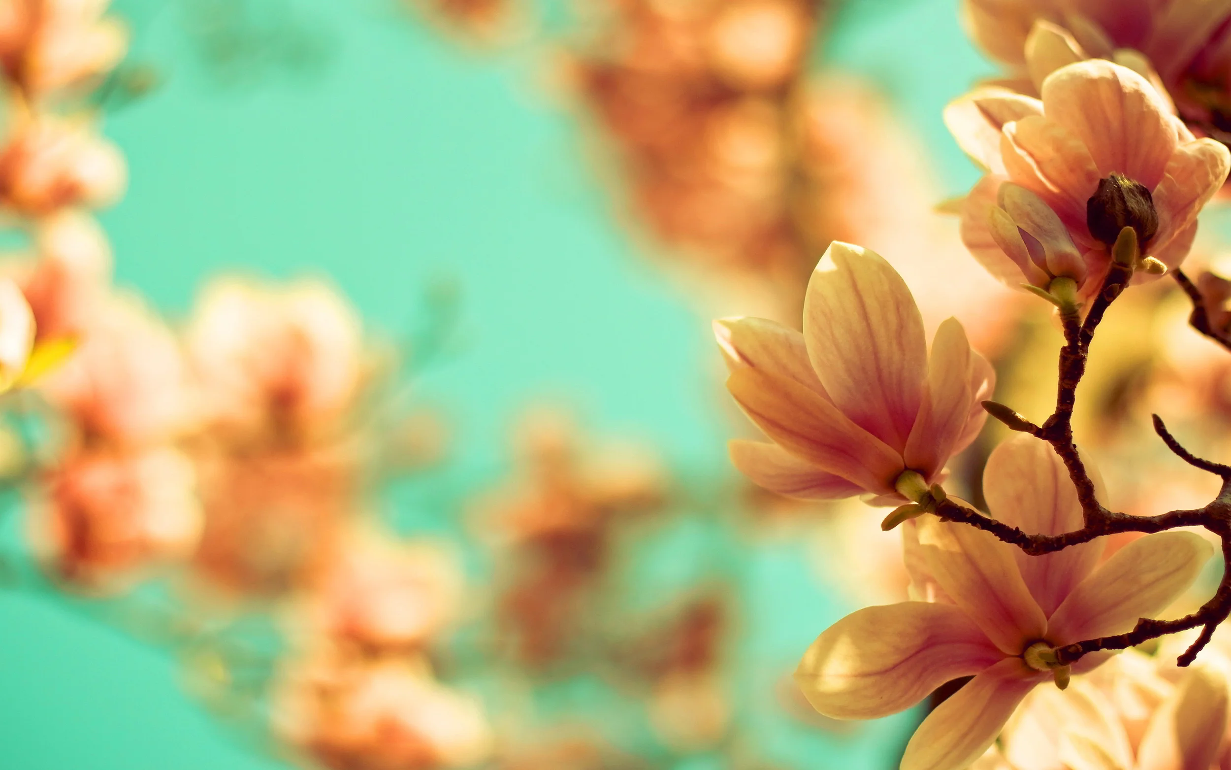 magnolia-flowers.jpg