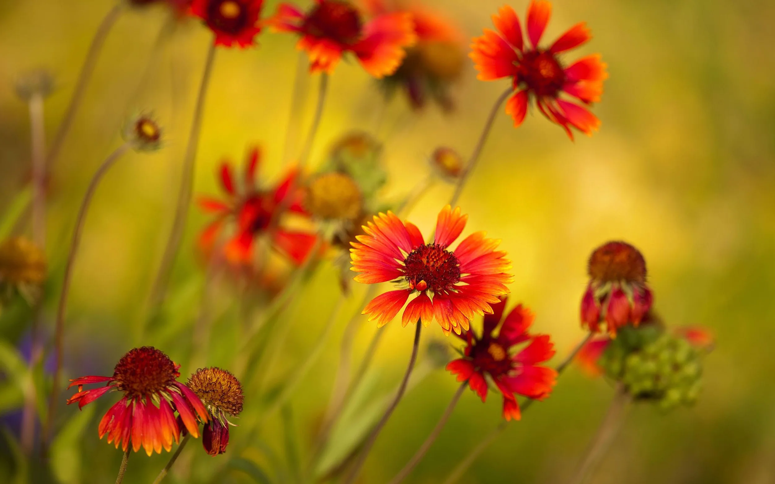 red-flowers-backround.jpg