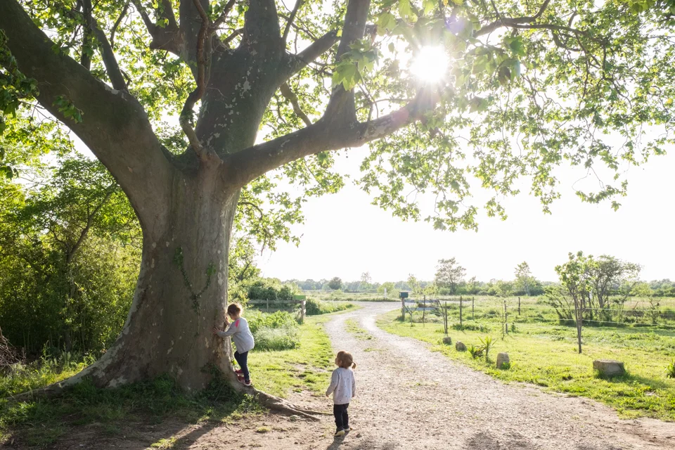 Plane trees