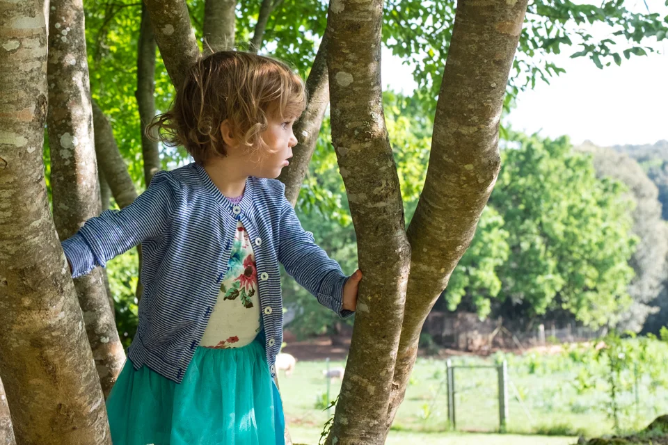 Tree climbing, Tuscany | Simignano