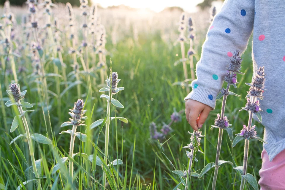 Searching for purple flowers | Simignano