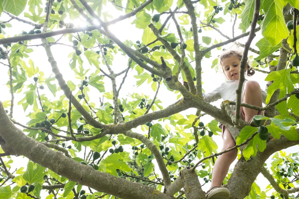 Fig trees | Simignano