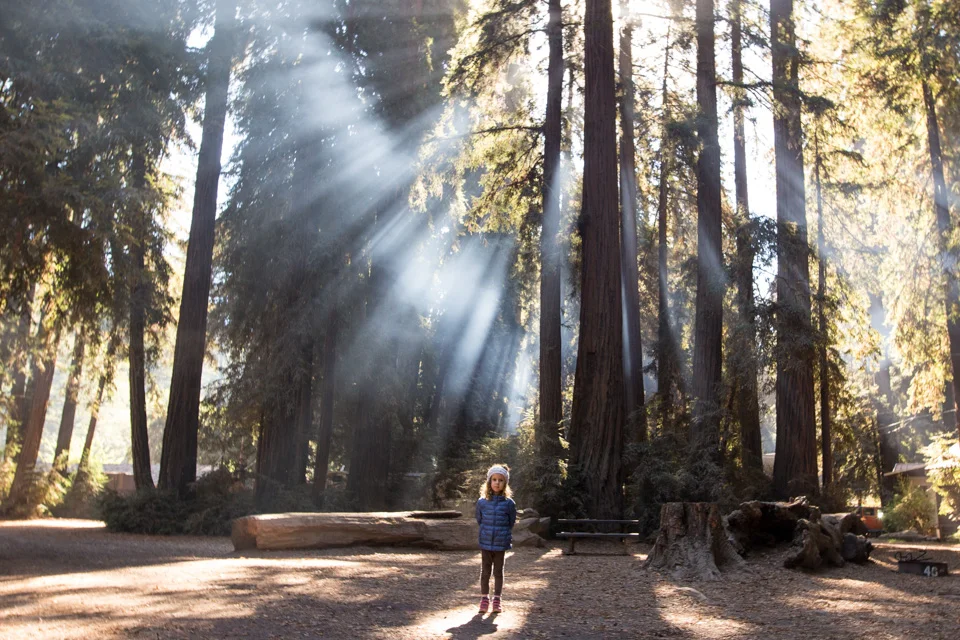 Camping under redwoods