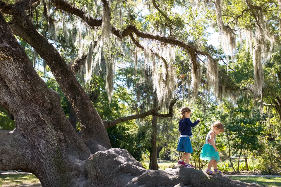 Spanish moss