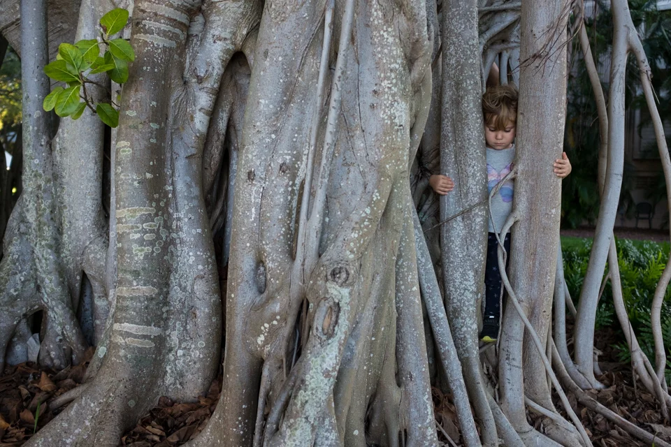 Tree hugger