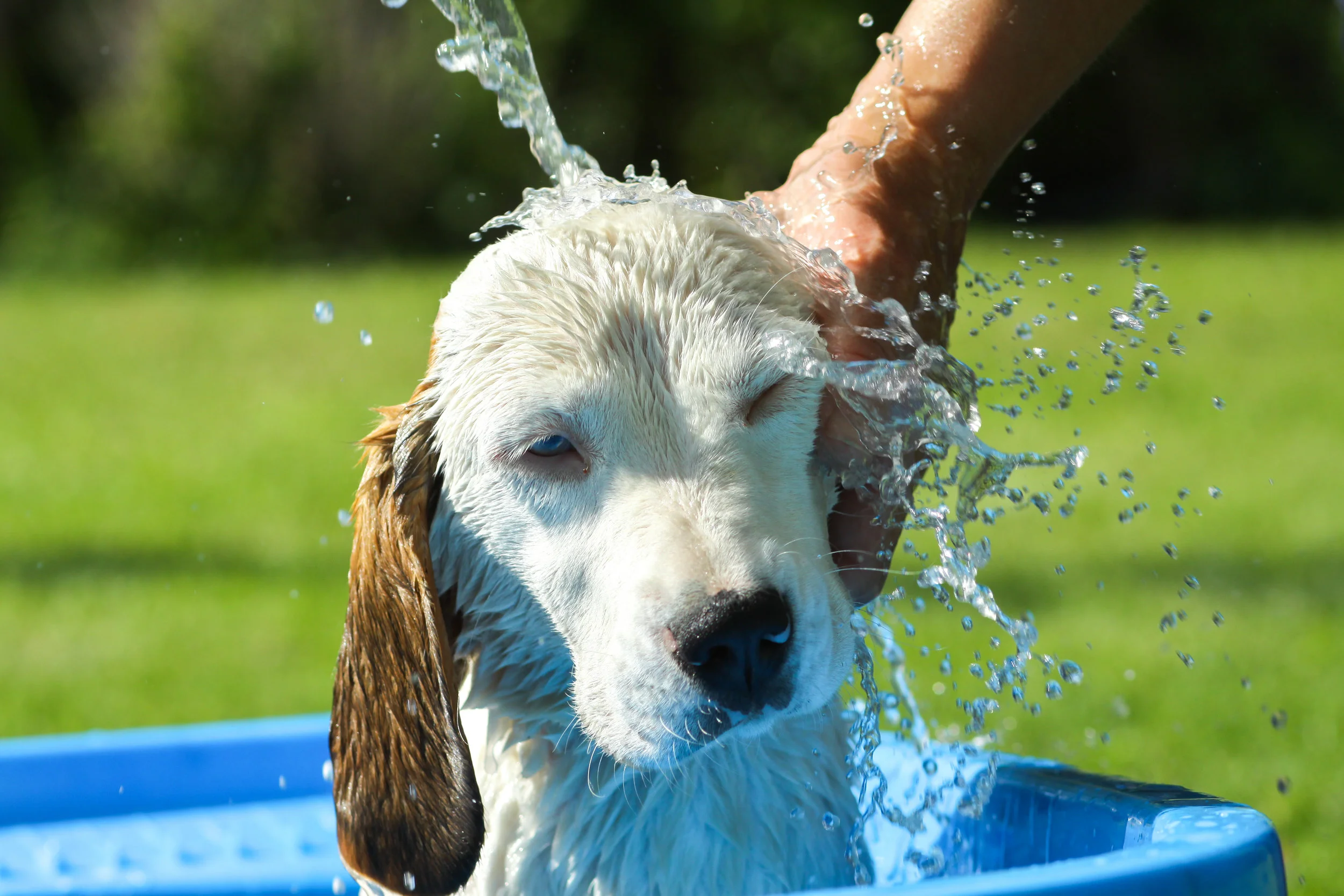 Baton Rouge Self Service Pet Wash: Unleashing the Benefits