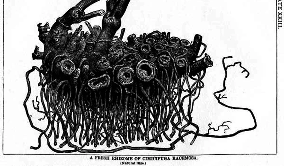 PhD Research Week 1 YR2