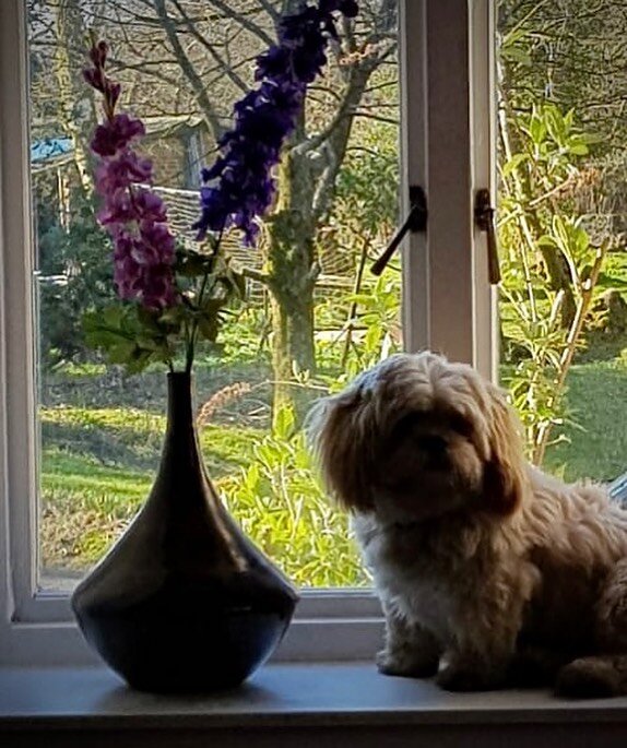 Lovely to be sent photos of cuddly pets especially when he is carefully guarding a bottle from my popular shiny black range #pets #ceramicbottles #scottishlight #woodlandgarden