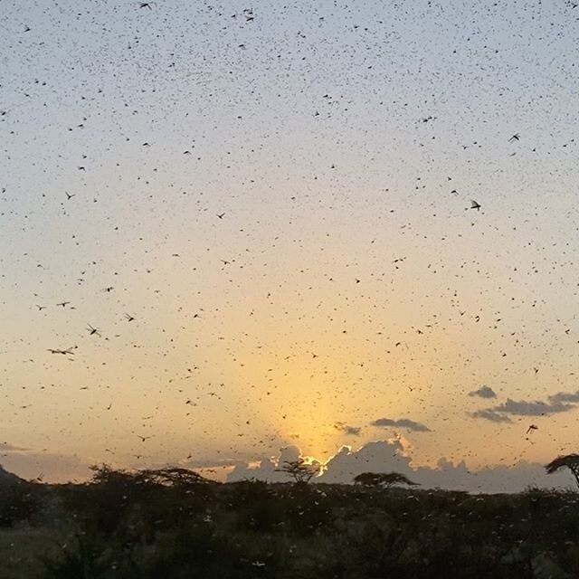 Swarms of locusts have descended on us in Shaba. Just missed a smaller quantity yesterday that went off to Buffalo Springs area. Seems like they turned round and descended on us before heading north again. More tomorrow.  #onsafariwithmartinsethsmith