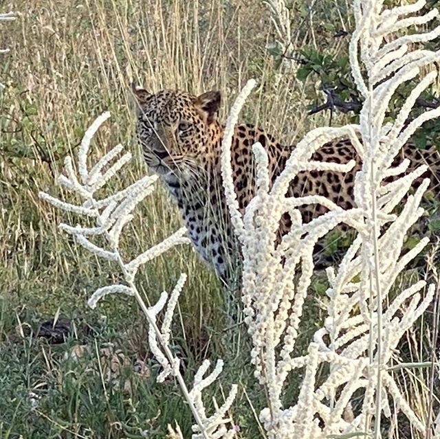 Off to collect sounds of the African bush and run into this lovely relaxed young leopard out for an evening stroll. #onsafariwithmartinsethsmith #sightsandsounds #privateguide #shaba #leopard #panther #locationlocationlocation #cat #bigcat #nfd