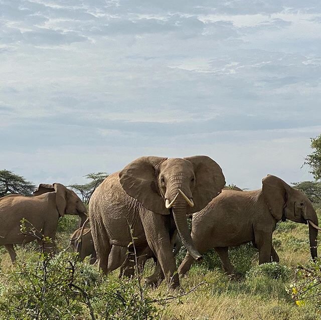 The elephants in Shaba surprised by all the action taking place in the reserve normally so quiet but has been busy over the last couple of months with lots of local visitors and film crew shooting a movie there as well . Lots of game but quite spread