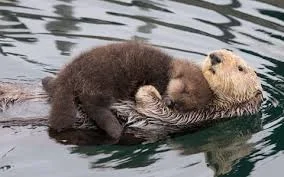 otter.jpeg