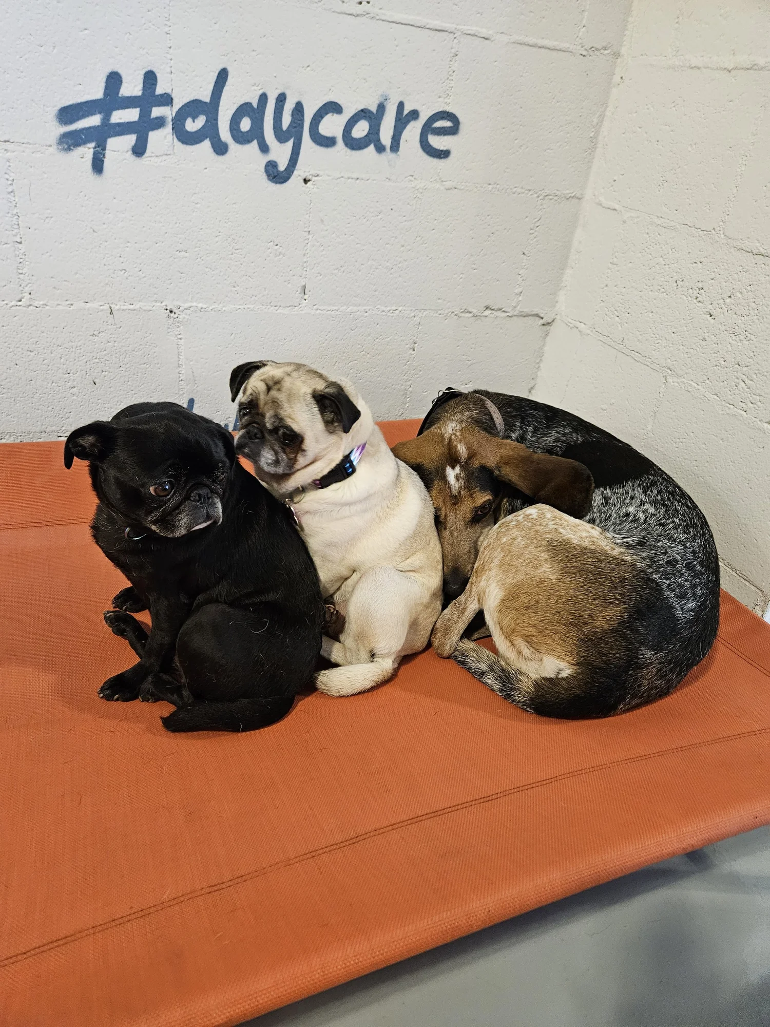 Daycare Indy Hound daycare-indy-hound