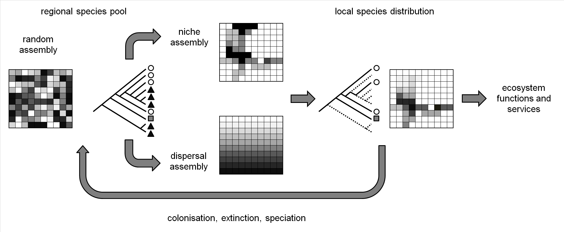 Figure 1. Co-evolution of species distribution generates diversity patterns in species (grids), species traits (symbols) and phylogeny (trees). From a hypothetical null model (e.g. random assemblage) and species pool at regional scale, species are s…