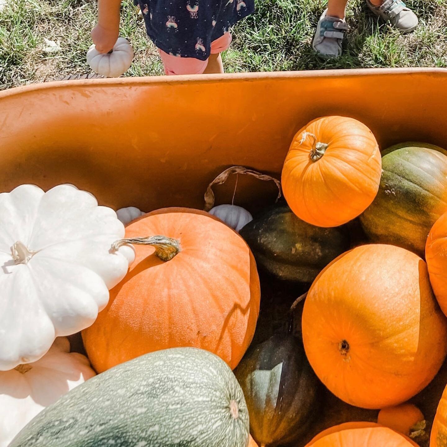 How to give your neighbors those warm autumn feelings in 3 easy steps. 🍁

1. Pour yourself into a pumpkin patch all spring and summer, grow patty pan squash zucchini, and all sorts of gourds. 

2. Harvest the array of autumnal goods and collect them