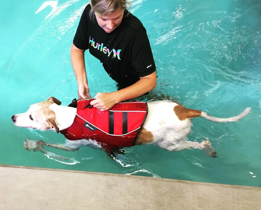 Is swimming good for my dog? — Paws To Swim