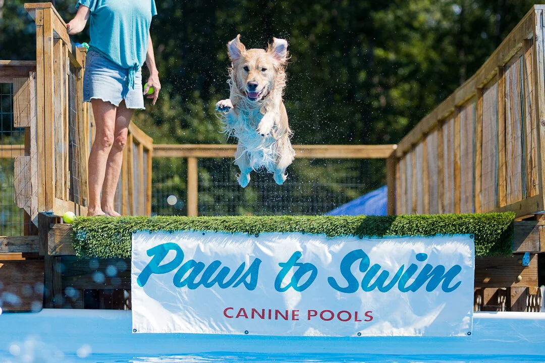 Dock Diving — Paws To Swim