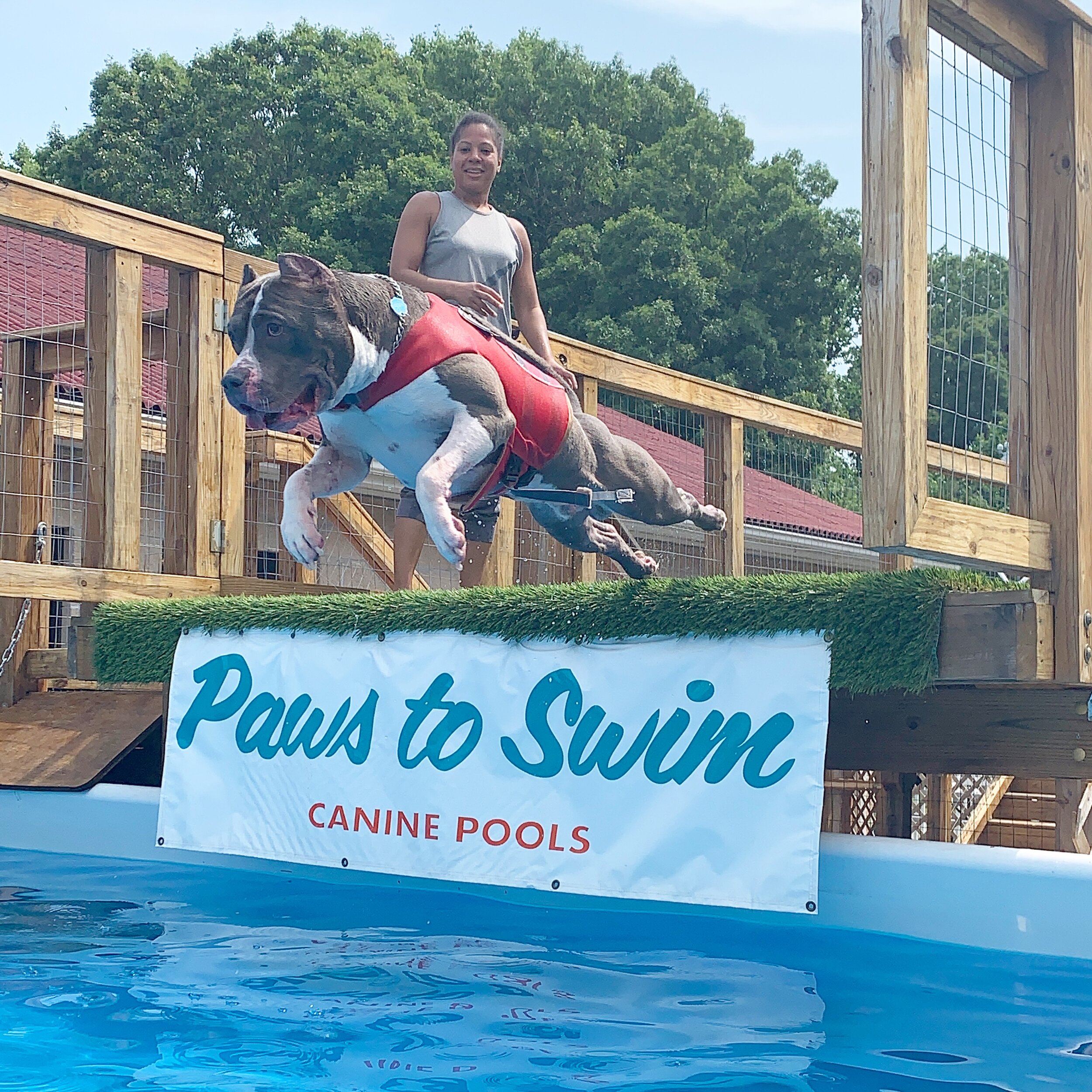 salt water pool dogs