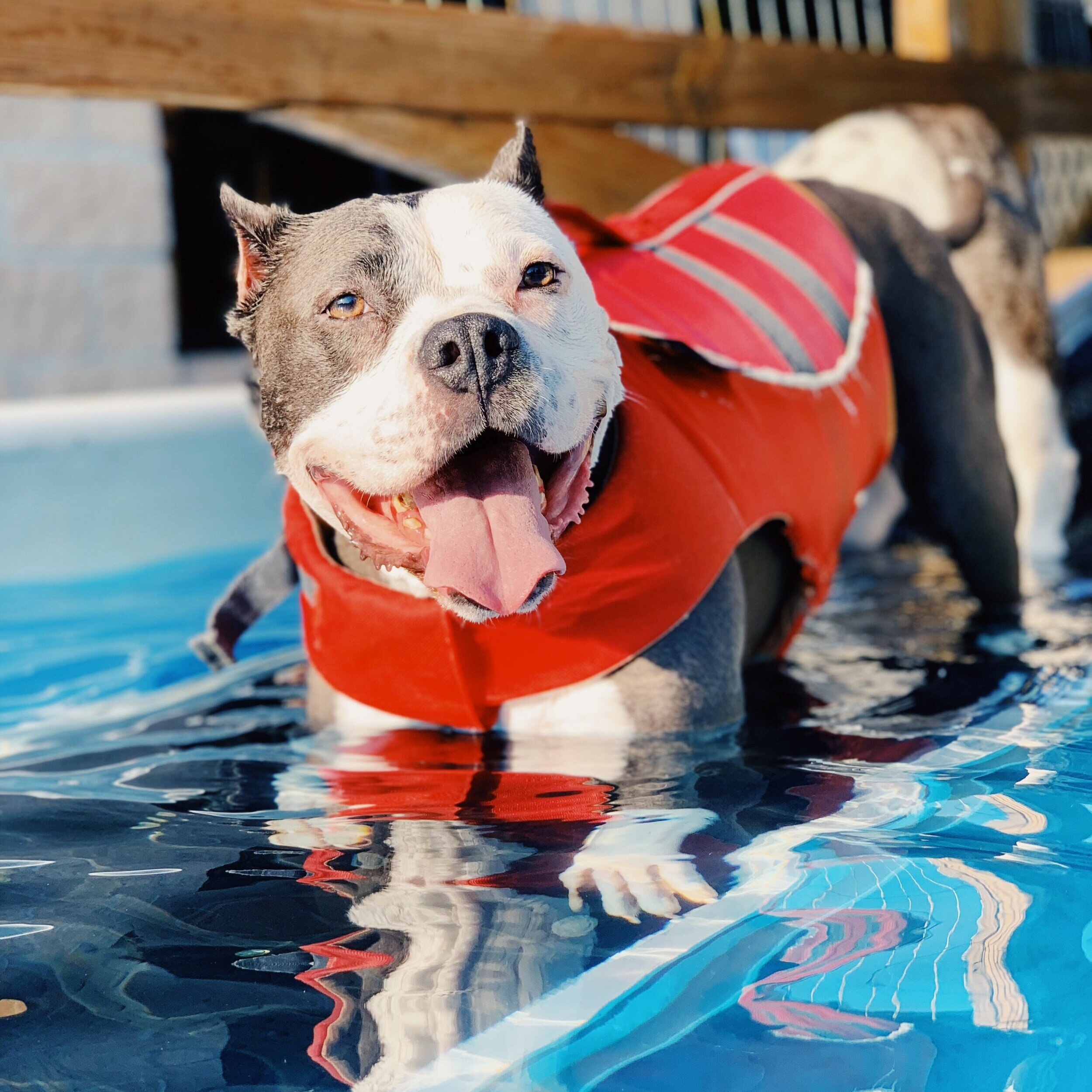 Paws To Swim